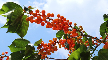 实拍樱桃果高清视频