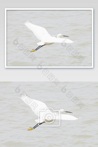 白鹭鸟类摄影图片4图片