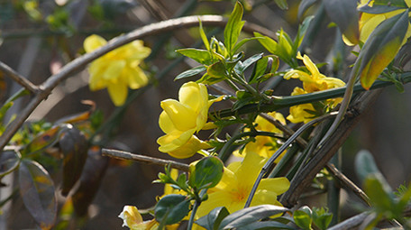 春天迎春花实拍视频素材
