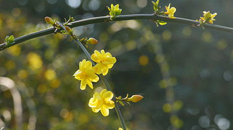 春天迎春花实拍视频素材