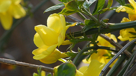 春天迎春花实拍视频素材