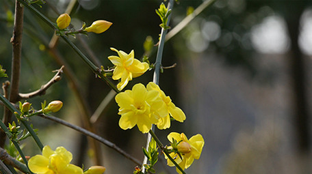 春天迎春花实拍视频素材