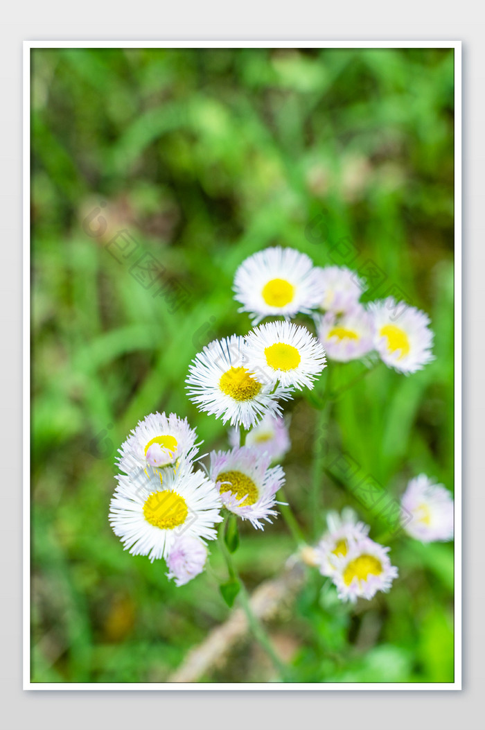 阳光下白色菊花雏菊摄影图图片图片