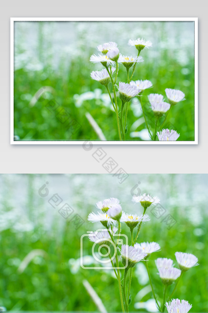 唯美白色菊花雏菊近景摄影图图片图片
