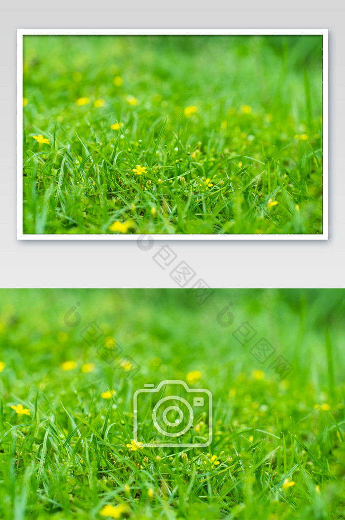 自然草地小野花小黄花电脑背景摄影图图片图片