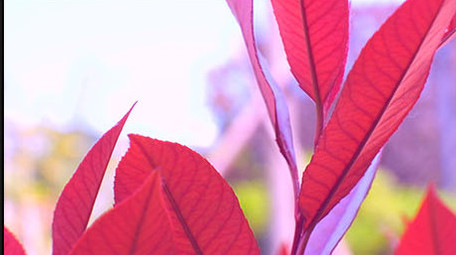 微距拍摄 自然风景 绿叶 枯枝 鲜艳花朵