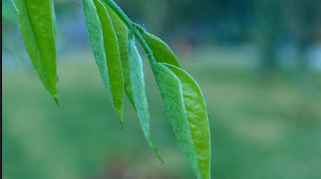微距拍摄 自然风景 绿叶 枯枝 鲜艳花朵