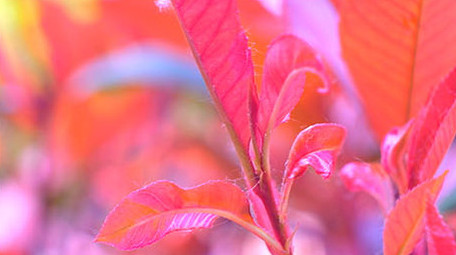 微距拍摄 自然风景 绿叶 枯枝 鲜艳花朵
