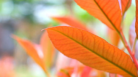 微距拍摄 自然风景 绿叶 枯枝 鲜艳花朵