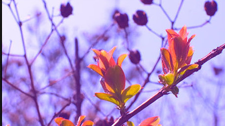 微距拍摄 松树 鲜艳花朵 嫩芽 植物