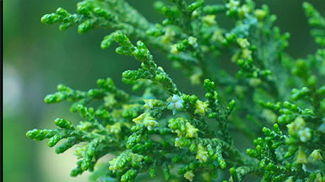 微距拍摄 松树 鲜艳花朵 嫩芽 植物