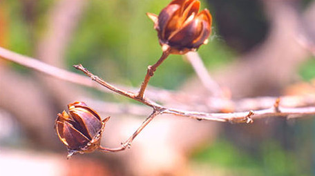 微距拍摄 松树 鲜艳花朵 嫩芽 植物