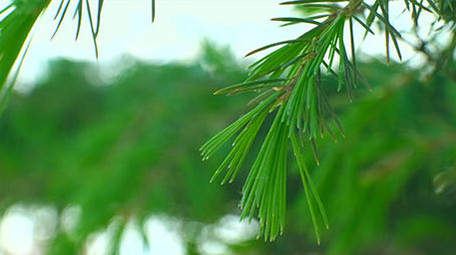 微距拍摄 松树 鲜艳花朵 嫩芽 植物