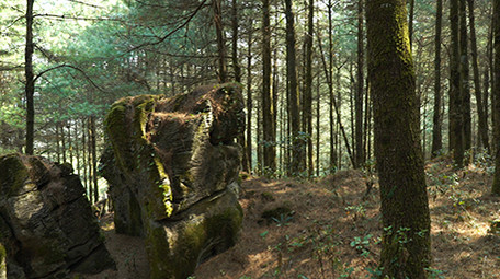 实拍森林风景高清视频