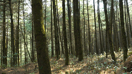 实拍森林风景高清视频