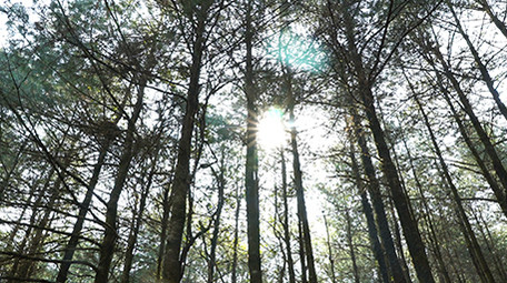 实拍森林风景高清视频
