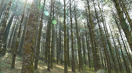 实拍森林视频素材