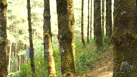 实拍森林视频素材