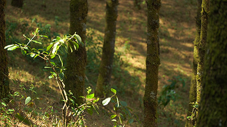 实拍森林视频素材