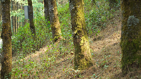 实拍森林视频素材