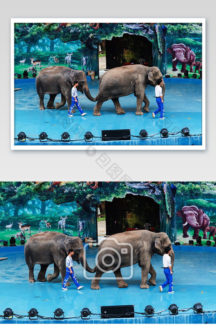 动物园大象表演摄影图片图片