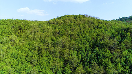 航拍绿色森林4K视频