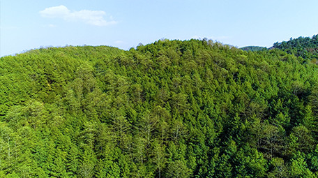 航拍绿色森林4K视频