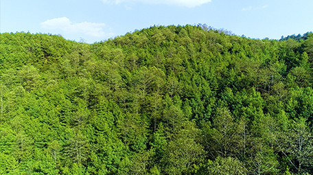 航拍绿色森林4K视频