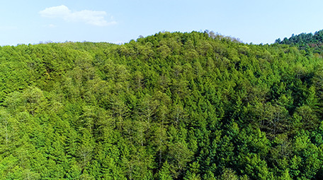 航拍绿色森林4K视频