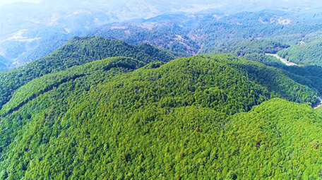 航拍漂亮森林4K视频