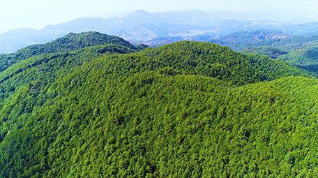 航拍漂亮森林4K视频