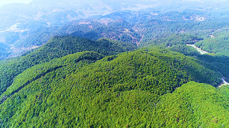 航拍漂亮森林4K视频