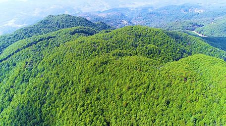 航拍漂亮森林4K视频