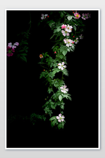 一串小蔷薇摄影图片