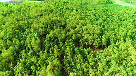 航拍水波森林4K超清视频