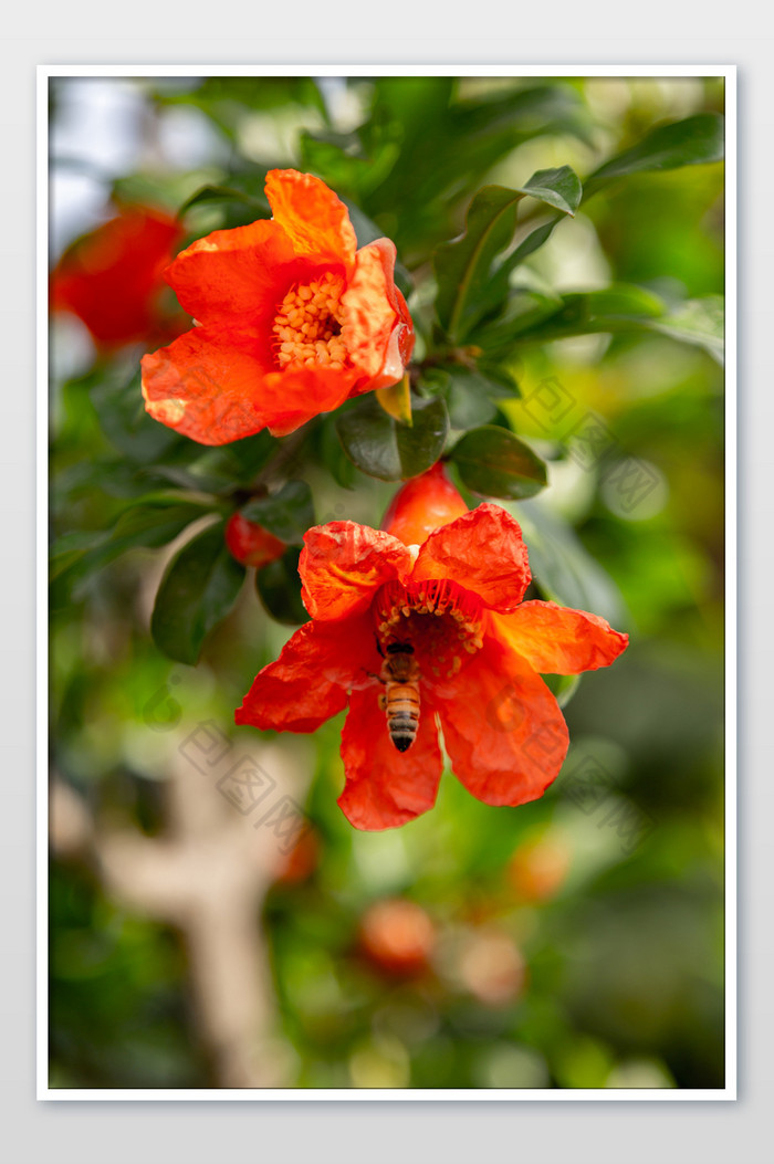 蜜蜂石榴花摄影图片图片