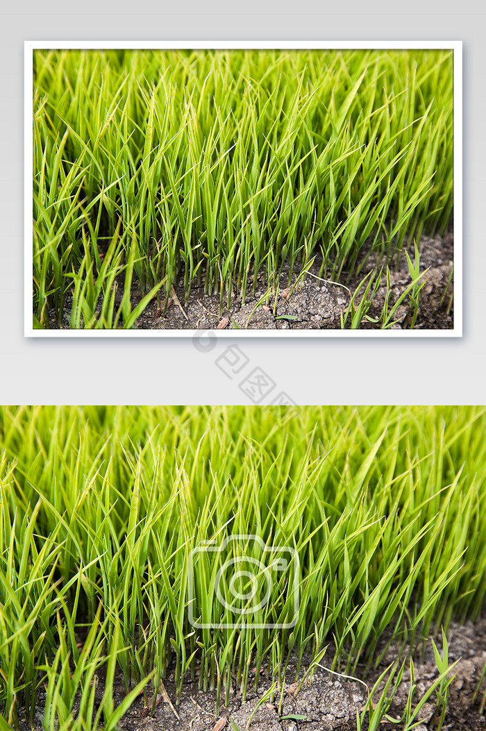 农村绿色农作物水稻幼苗摄影图片图片