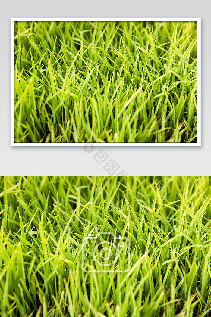绿色清新水稻幼苗摄影图片图片