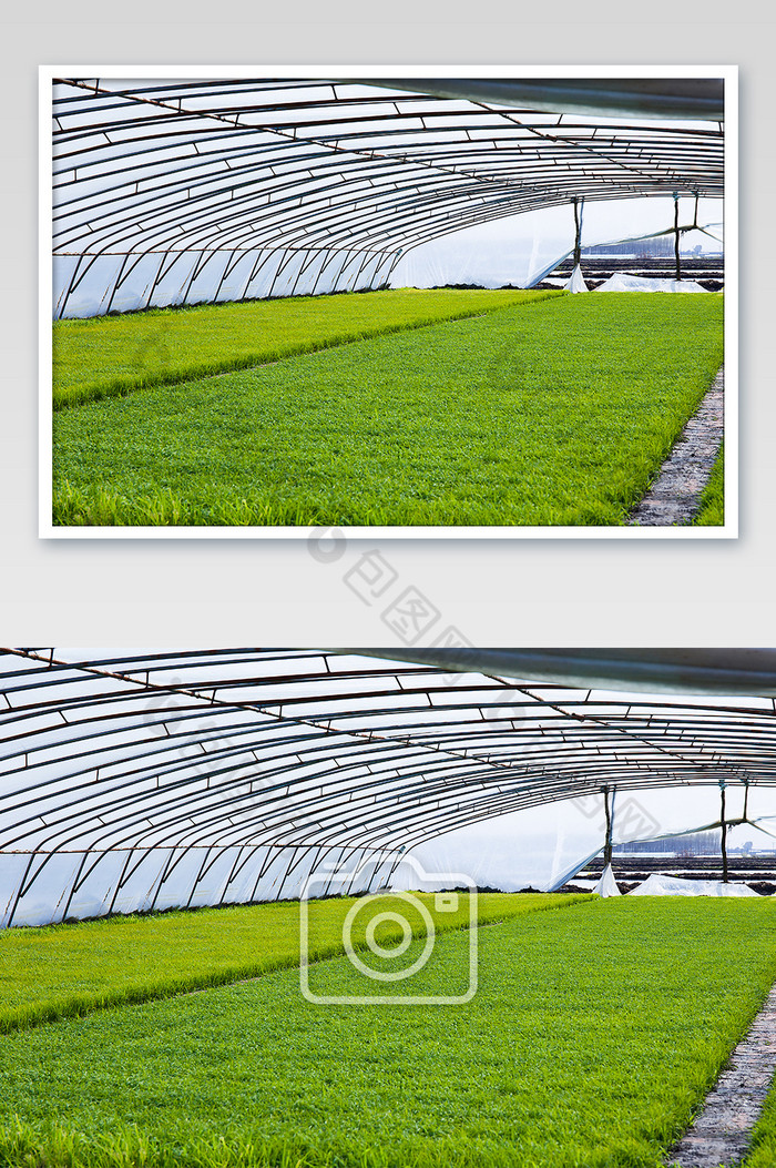农村温室大棚水稻幼苗水稻苗摄影图片图片