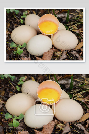 鸡蛋食材草鸡蛋健康营养美味春天秋天摄图片