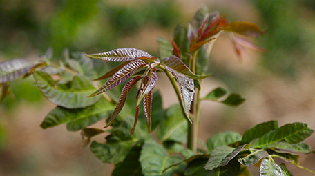 野菜香椿芽春天野味中餐制作实拍视频素材