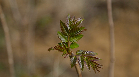 野菜香椿芽春天野味中餐制作实拍视频素材
