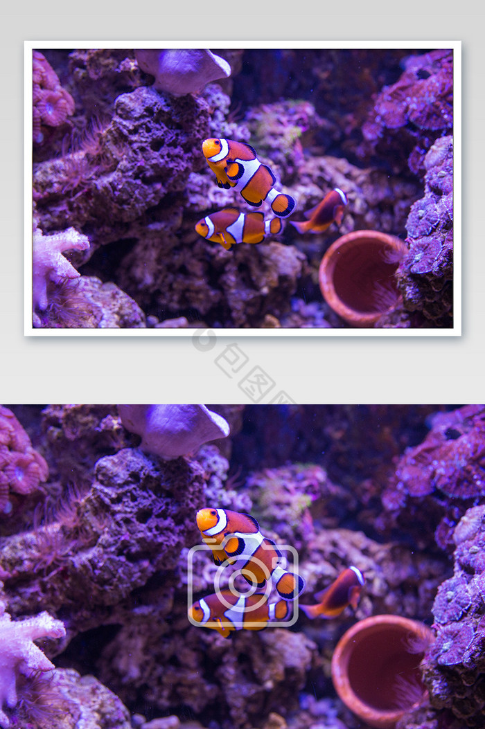 大气海底世界小丑鱼摄影图图片图片