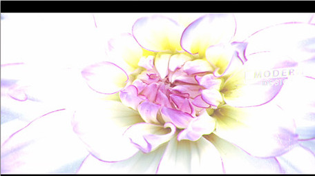 清新简约优雅照片相册视差动画AE模板