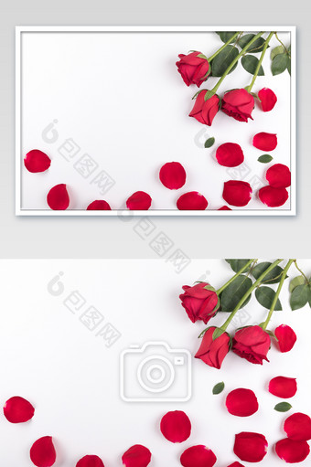 红色玫瑰花情人节鲜花留白静物背景图片