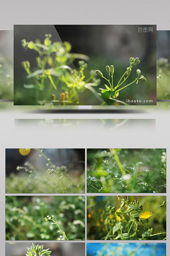 阳光下野花野草实拍视频素材图片