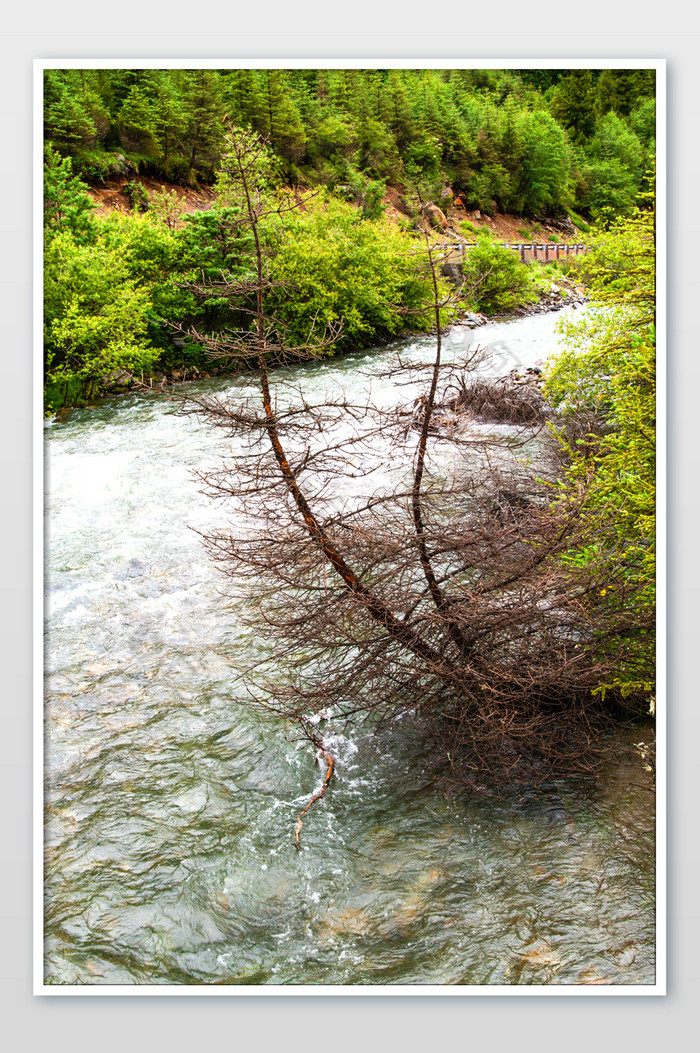 四川四姑娘山枯树原始森林河流摄影图图片图片