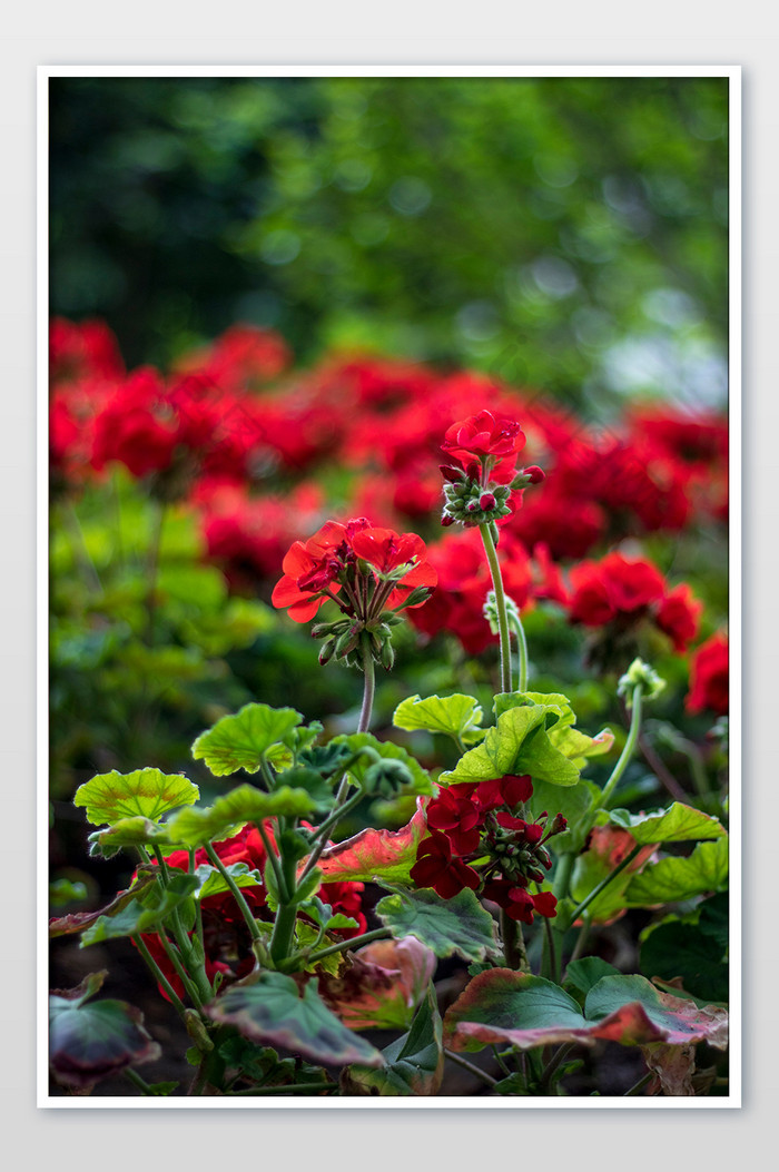花圃上的红花摄影图片图片
