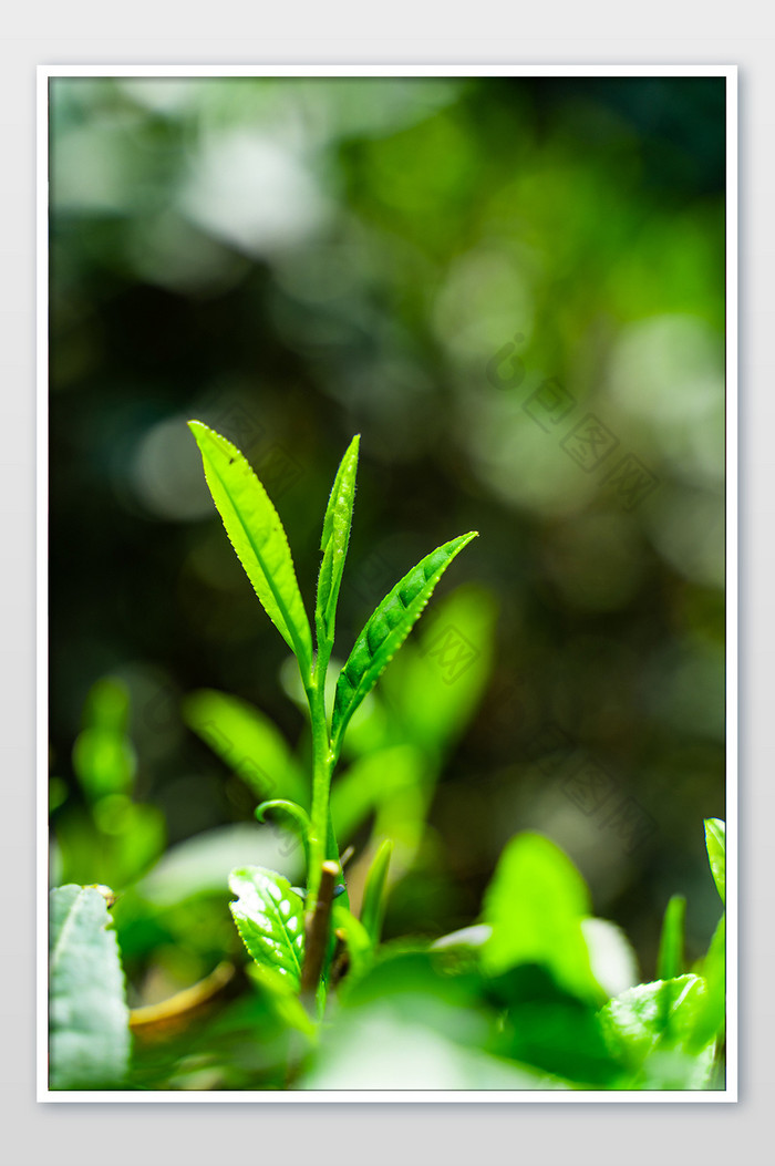 西湖龙井茶绿茶嫩芽碧绿微距高清图图片图片