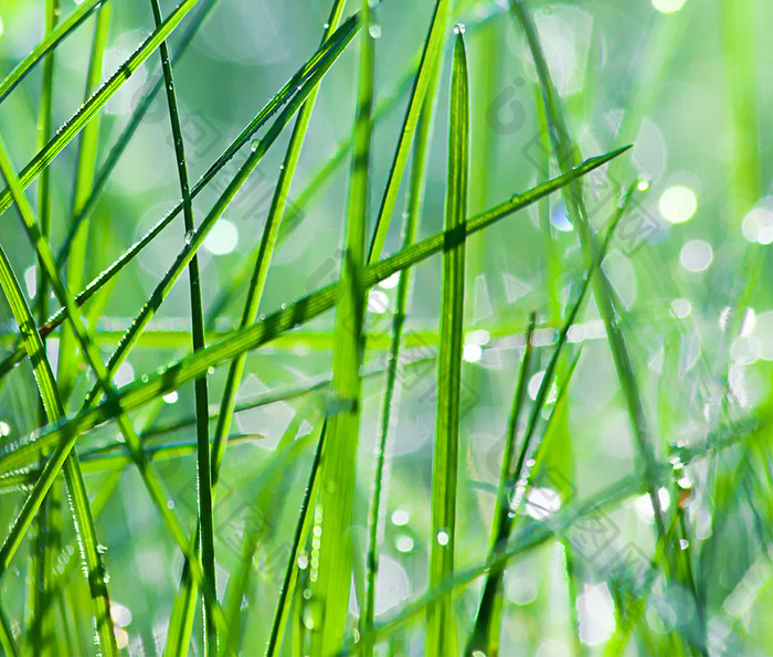 朦胧水珠草绿生命手机壁纸